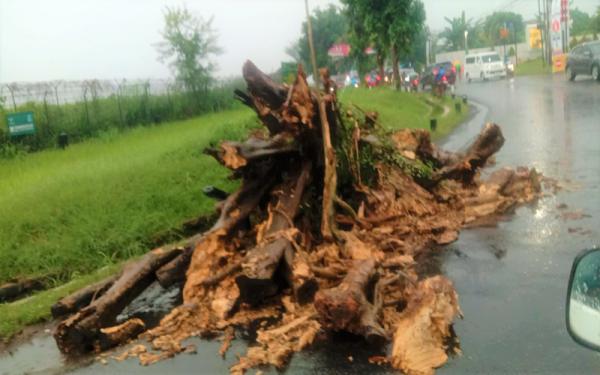 Hujan Disertai Angin Kencang, Pohon Beringin Tua Tumbang di Depan Bandara Pondok Cabe Pamulang
