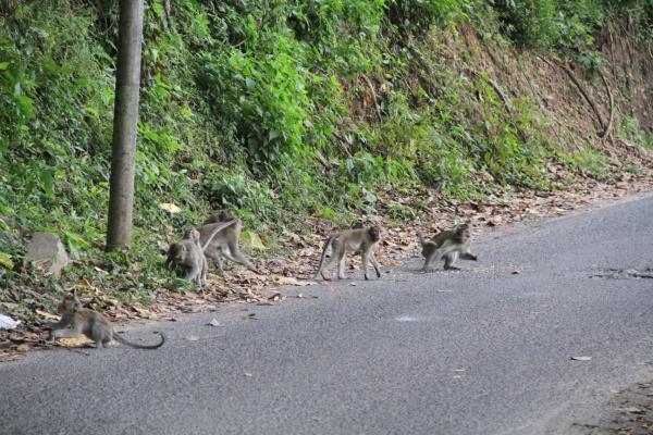 Cari Makan, Ratusan Monyet Turun Gunung di Telaga Ngebel Ponorogo