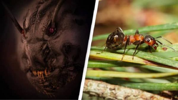 Hasil Jepretan Foto Ilmuwan Bikin Merinding, Ternyata Wajah Asli Semut bak Monster Menakutkan!