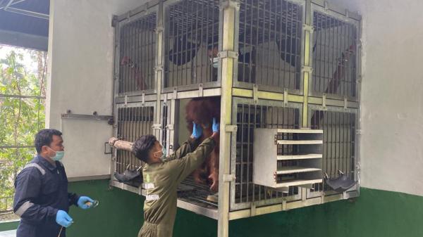 Hari Lingkungan Hidup Sedunia, 4 Orangutan Sumatera dari PKRO Sibolangit Dipindahkan ke SRO Jantho