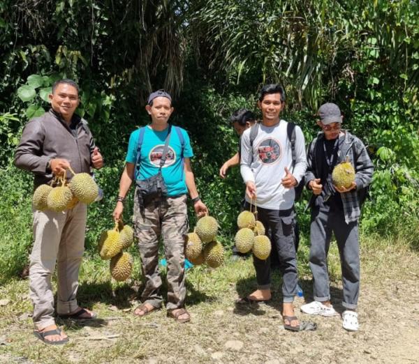 Berburu Durian di Agrowisata Take Lawe Temerking Lawesawah Kluet Timur