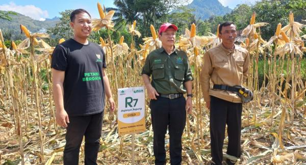 Varietas Jagung R7 Siap Hijauan Pertanian Garut Selatan