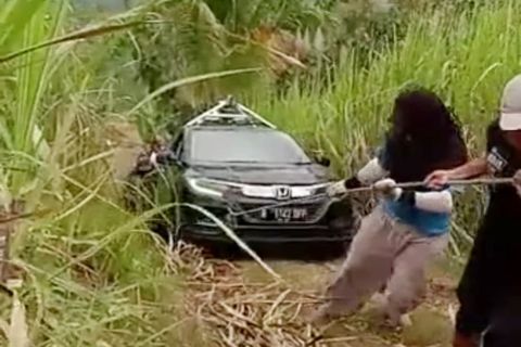 Aneh, Gegara Google Maps Mobil Tersesat Masuk Perkebunan Tebu di Malang