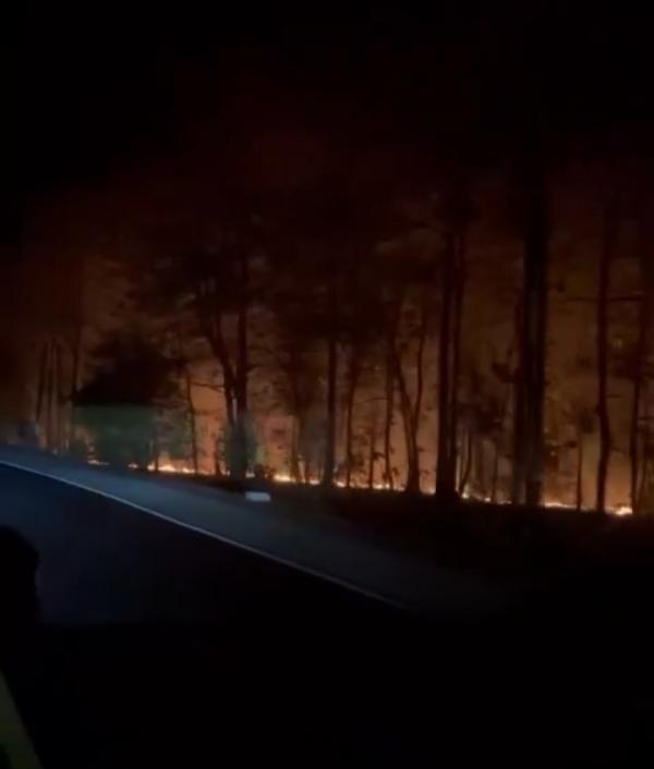 Kebakaran Hutan Hanguskan TN Baluran Situbondo di Tepi Jalur Pantura