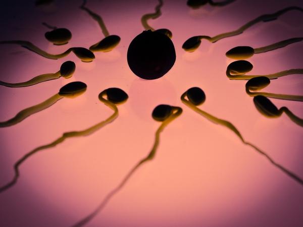 6 Hal Pemicu Masalah Kesuburan Organ Reproduksi, Apa Sajakah Itu?