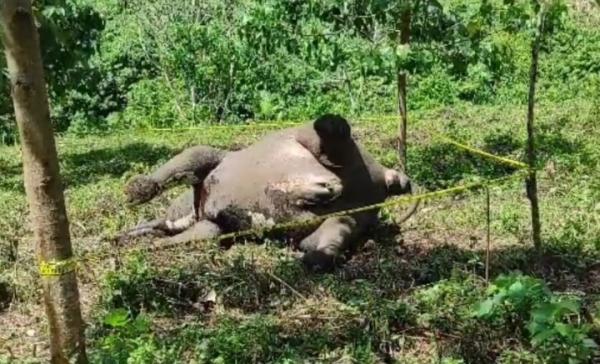 Diduga Keracunan, Gajah Sumatra Ditemukan Mati di Kebun Warga Aceh Tengah