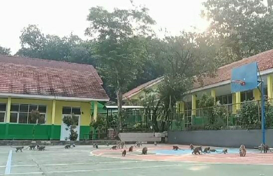 Diduga Kelaparan Kawanan Monyet Liar Turun Gunung, Serbu Sekolah di Ciampea Kabupaten Bogor