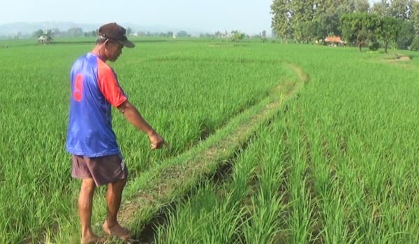 Sumber Air Mulai Mengering, Petani di Purwakarta Khawatir Gagal Panen