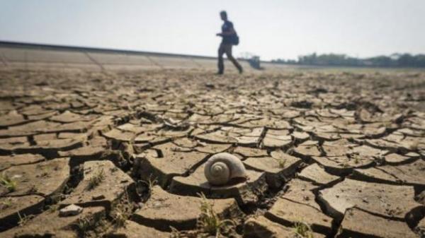 Mentan Sebut 870.000 Hektare Sawah Berpotensi Kekeringan