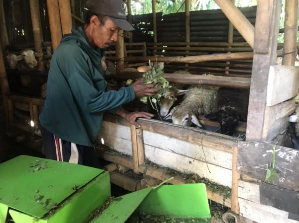 Dua Pekan Jelang Idul Adha, Peternak Kambing di Jember Mulai Panen Pembeli