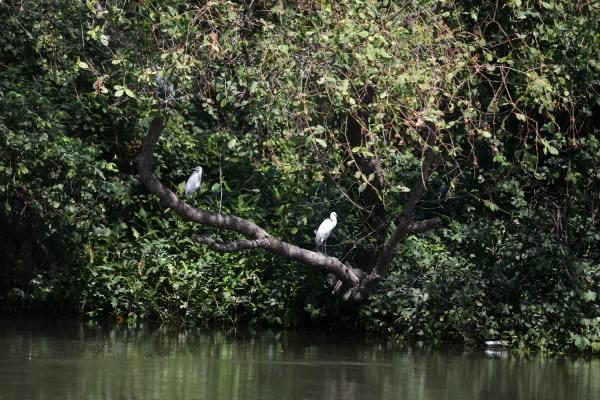 a sample image