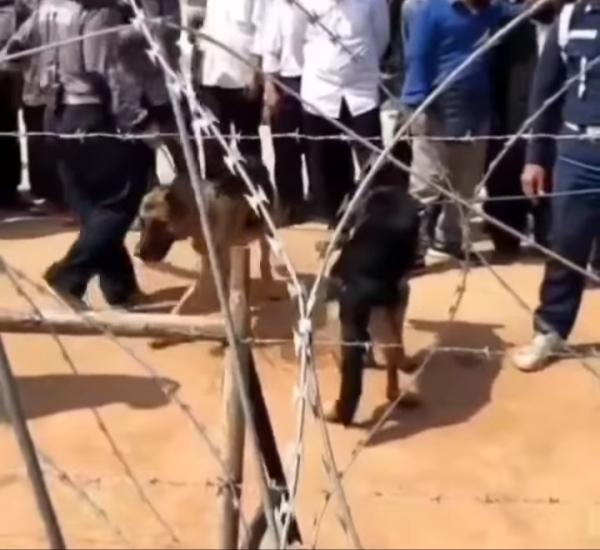 Halau Pendemo, Ribuan Massa dan Anjing K9 Dikerahkan Ponpes Al Zaytun