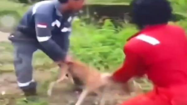 Kejam, Pekerja Lempar Anjing ke Rawa Penuh Buaya di Sembakung Kaltara