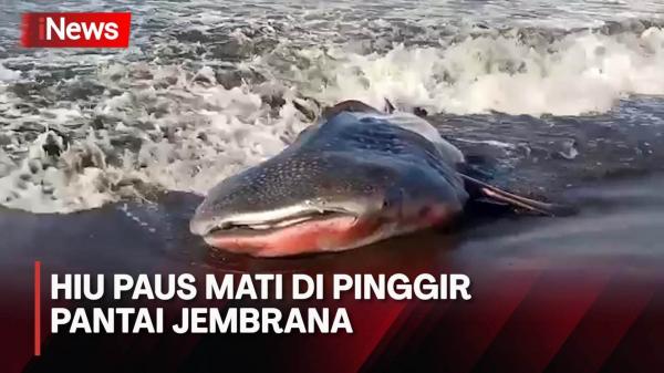 Hiu Paus Mati Terdampar di Pantai Jembrana Bali Gegara Kena Jaring Nelayan