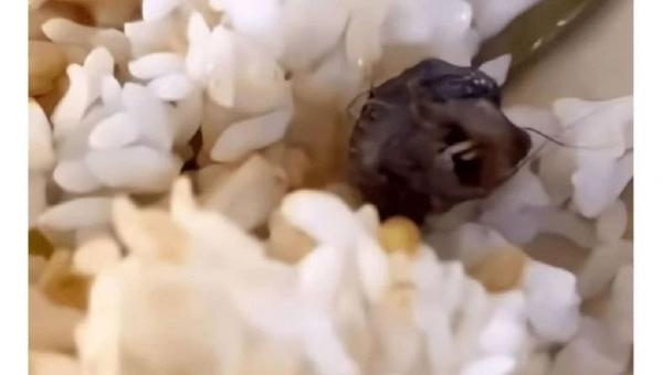 Heboh, Kepala Tikus Ditemukan di Antara Bulir Nasi Di China
