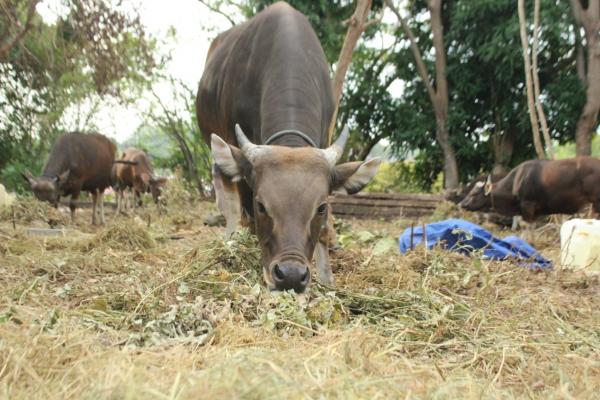 Harga Sapi Kurban Di Parepare Naik Jelang Idul Adha 2023