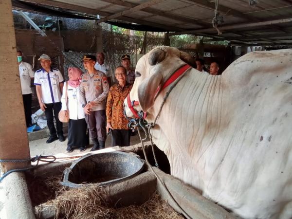 Cerita Kasno Usai Sapinya Batal dibeli Jokowi, cuma dikasih kompensasi Sejuta