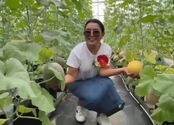 Kebun Melon Mayangsari di Purwokerto, Rangkul Petani Milenial Lewat Karsadia Farm