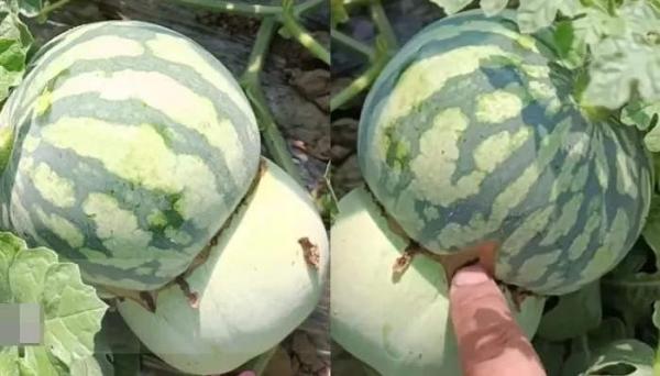 Wow! Buah Unik Setengah Melon Setengah Semangka, Petani Ini Ciptakan Buah Hibrida