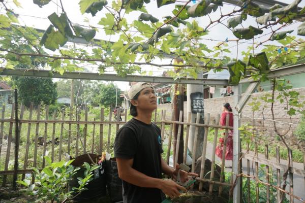 Ubah Teras Rumah Jadi Kebun Anggur, Pemuda Cilegon Raup Omset Jutaan