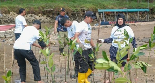 Cegah Abrasi Pantai, Relawan Tanam 200 Bibit Mangrove di Balikpapan