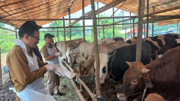 Pastikan Kesehatan Hewan Kurban, Pemprov Banten Sidak