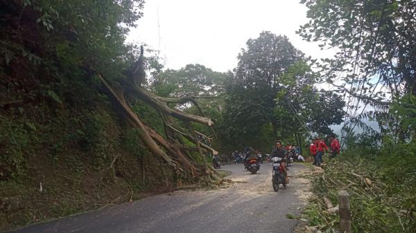 Pohon Tumbang Ruas Jalan Cianjur Seltan Sempat Lumpuh