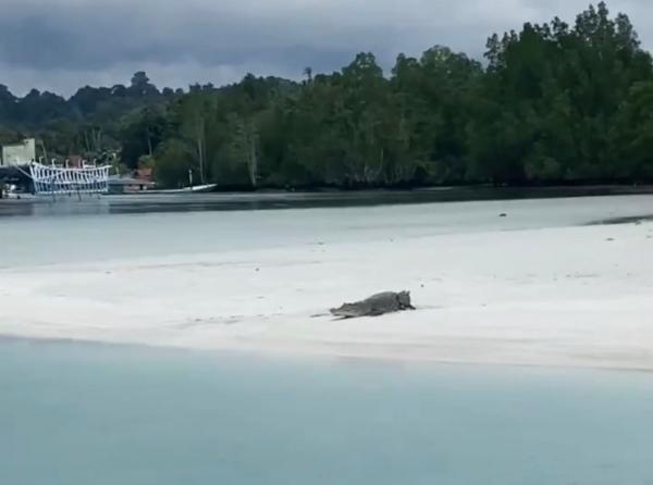 Buaya Kerap Muncul, Disbudpar Berau Wacanakan Danau Labuan Cermin Wisata Konservasi