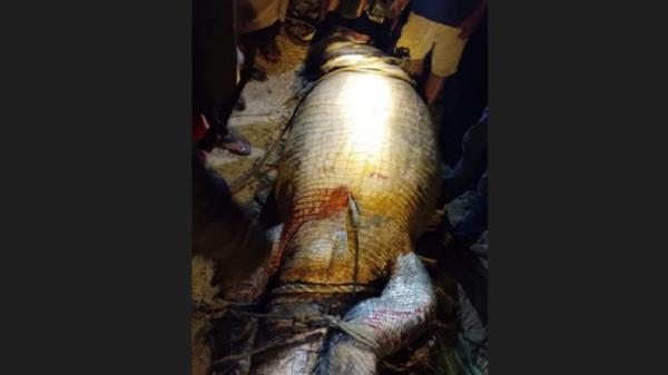 Ngeri! Pencari Siput di Kutai Timur Ditemukan Tewas dalam Perut Buaya sepanjang 6 Meter