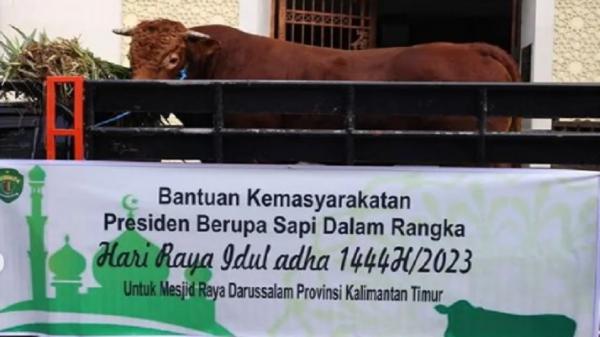 Dibeli dari Peternak Lokal, Jokowi Sumbang Sapi Kurban Berbobot 834 Kilogram di Samarinda