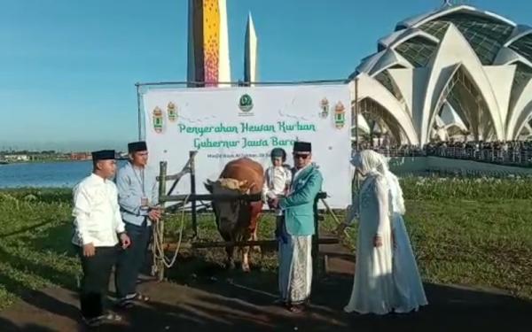 Ridwan Kamil Kurban Sapi Simental Di Masjid Al Jabbar