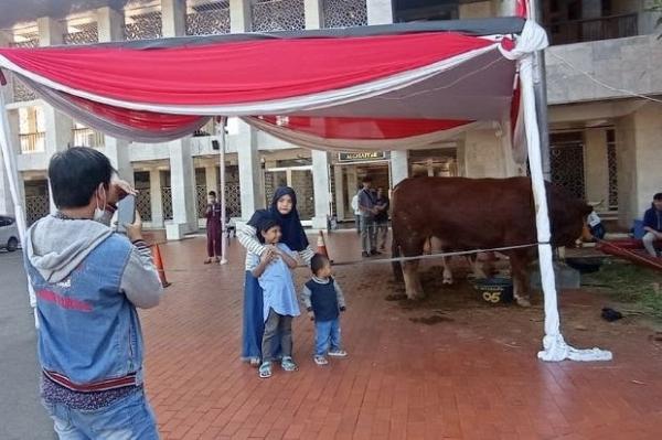 Sapi Kurban Jokowi dan Ma'ruf di Istiqlal Jadi Tempat Spot Foto