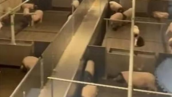 Ada-Ada Saja, Hotel di China Sediakan Kamar dengan Tarif Rp18 Juta Agar Tamu Bisa Melihat Babi