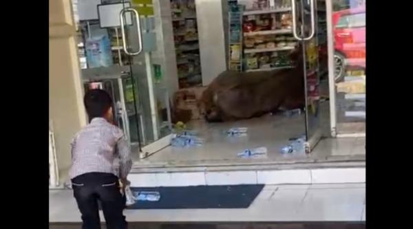 Viral! Kerbau Kurban di Malingping Kabur hingga Masuk Indomaret, Air Mineral Pun Berserakan