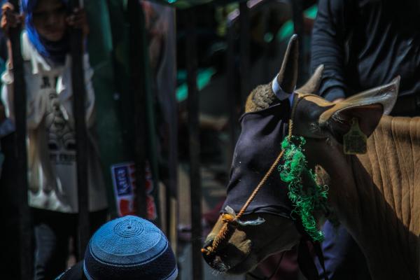 Potret Pemotongan Hewan Kurban Hari Raya Idul Adha 1444 H