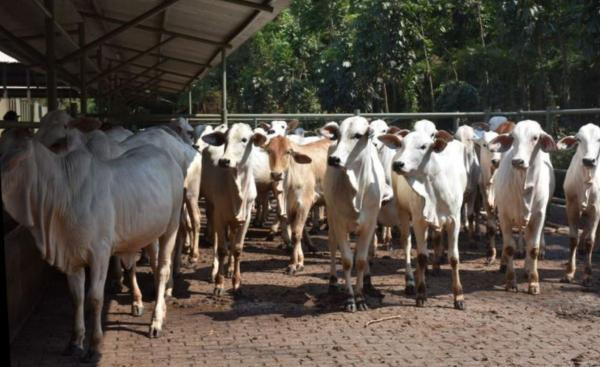 Busyet, Dusun di Jawa Tengah Berkurban Sampai 72 Sapi dan 248 Kambing, Daging Kurban Pun Menumpuk!