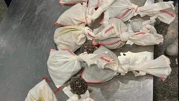 Begini Penampakan Puluhan Ekor Ular dalam Koper yang Dibawa Penumpang Pesawat di Bandara Mesir