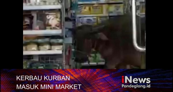 Viral! Kerbau Kurban Lepas dan Berkeliaran Masuk Minimarket