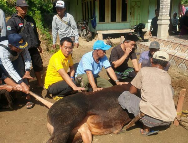 Ini Baru Keren, Kang Firman Mulyadi Salurkan 10 Ekor Sapi Kurban di Cianjur dan Bogor