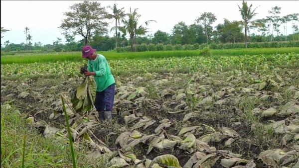 50 Hektare Lahan Tanaman Tembakau Mati Terendam Air Hujan, Petani di Lumajang Terjerat Utang Bank