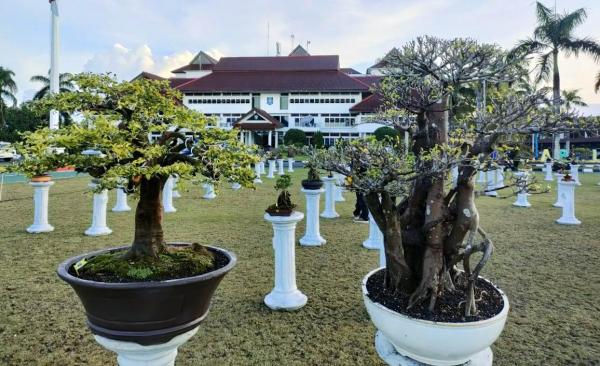 Ratusan Bonsai Nasional Dipamerkan di Halaman Kantor Gubernur Babel