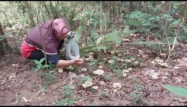 Ribuan Jamur Rayap Tumbuh Liar, Warga Desa Karangtalun Banyumas Berburu Untuk Dijual