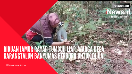 Video Ribuan Jamur Rayap Tumbuh Liar, Warga Desa Karangtalun Banyumas Berburu Untuk Dijual