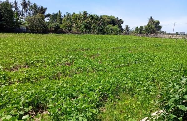 Musim Kemarau Petani Manfaatkan Lahan Sawah untuk Tanam Kacang Kedelai di Aceh
