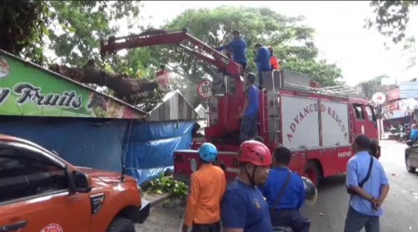 Pohon Tumbang Timpa Lapak Buah di Parepare, Seorang Pedagang Dikabarkan Alami Luka-luka