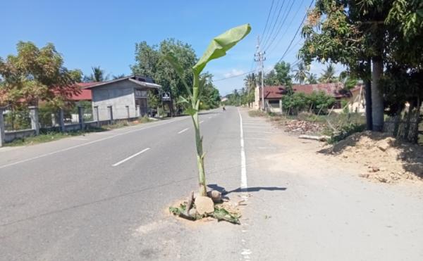 Diduga Bentuk Peringatan, Warga Pidie Jaya Tanam Pohon Pisang di Jalan Berlubang