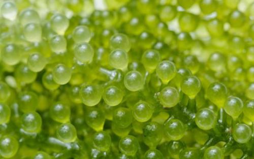 Apa Benar Green Caviar Extract Maksimal Lawan Penuaan di Kulit Wajah? Simak Penjelasannya ya !