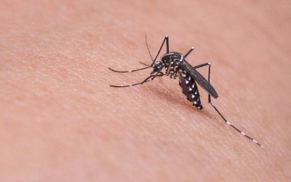 Hindari DBD, Ini Langkah untuk Mencegah Penyebaran Nyamuk Aedes Aegipty