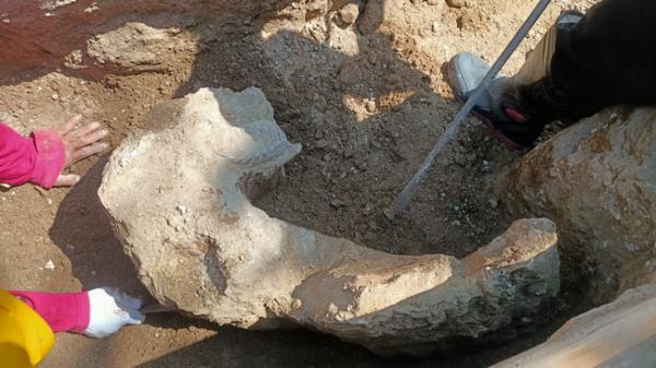 Warga Gondangrejo Karanganyar Temukan Tulang Diduga Fosil Hewan Purba