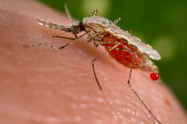 Nyamuk Anopheles Stephensi Sebagai Vektor Malaria Baru di Ghana